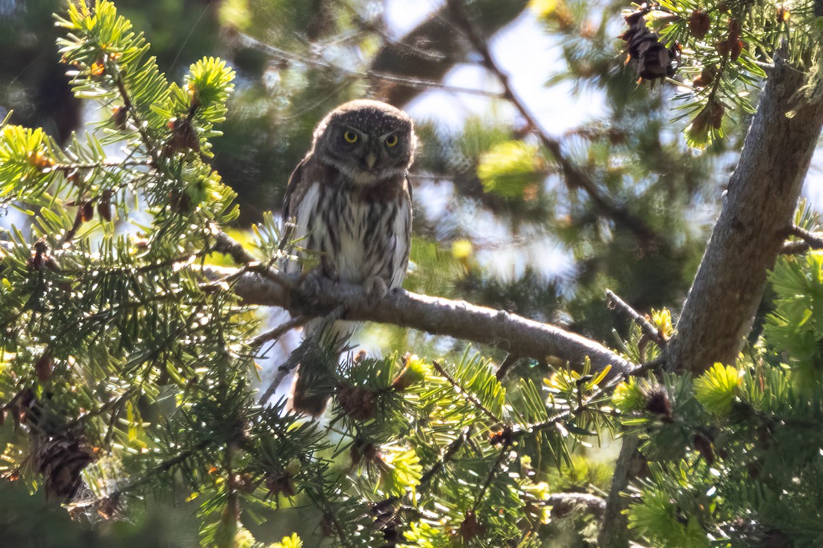 Northern Pygmy-Owl (Pacific) - Alvaro Jaramillo