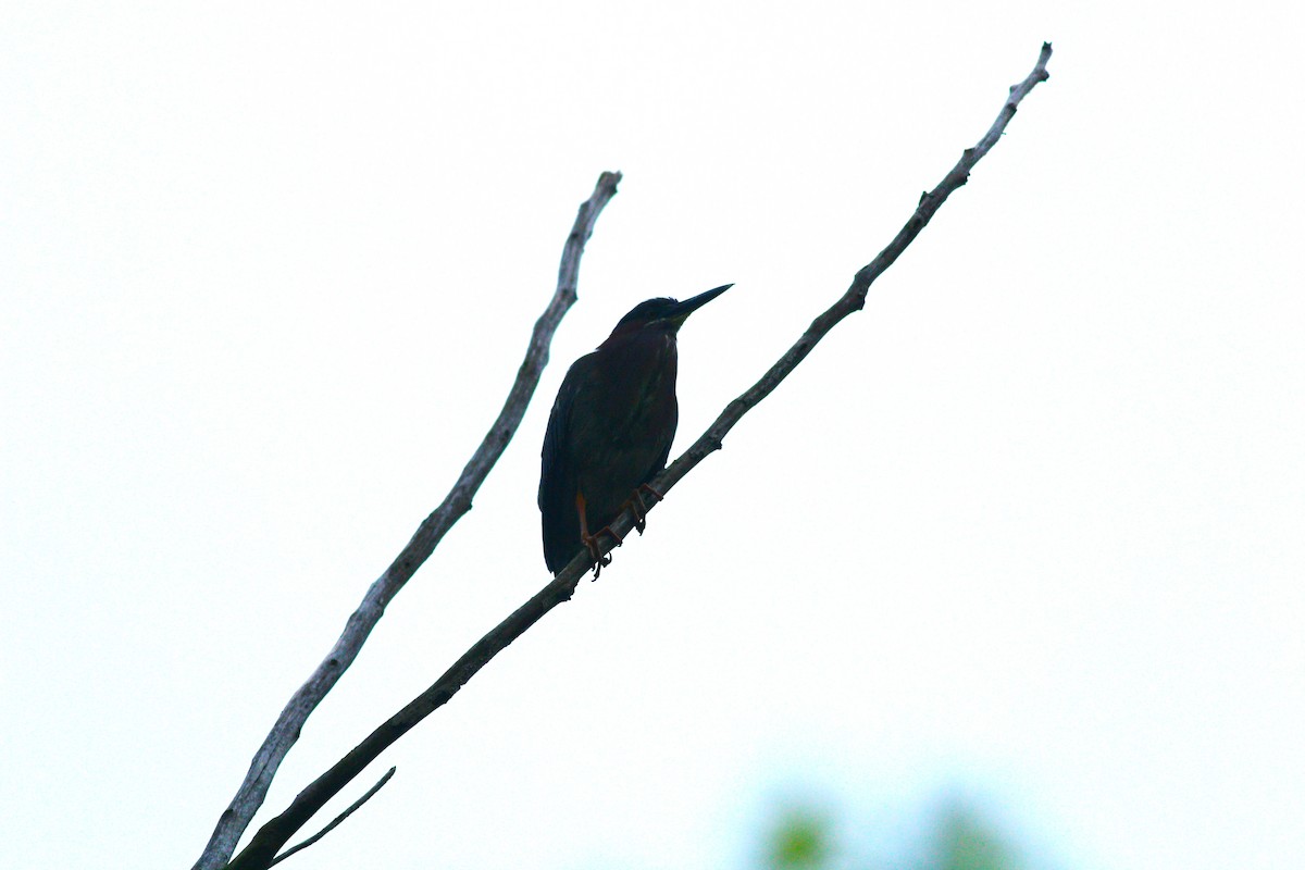 Green Heron - Samrudh Nandagopal