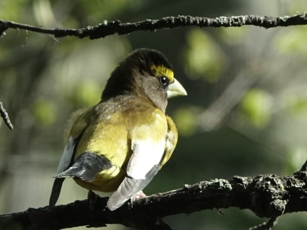 Evening Grosbeak - ML619325009