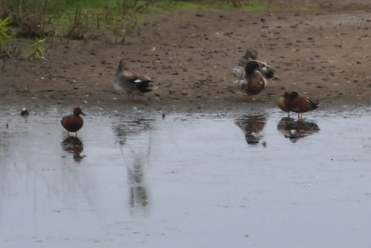 Cinnamon Teal - Max Leibowitz