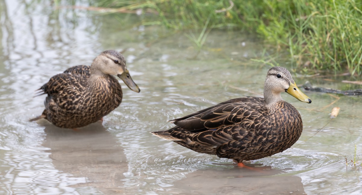 Mottled Duck - ML619325015