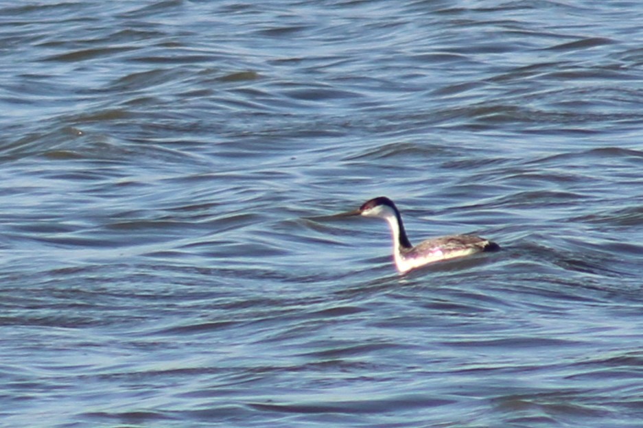 Western Grebe - ML619325023