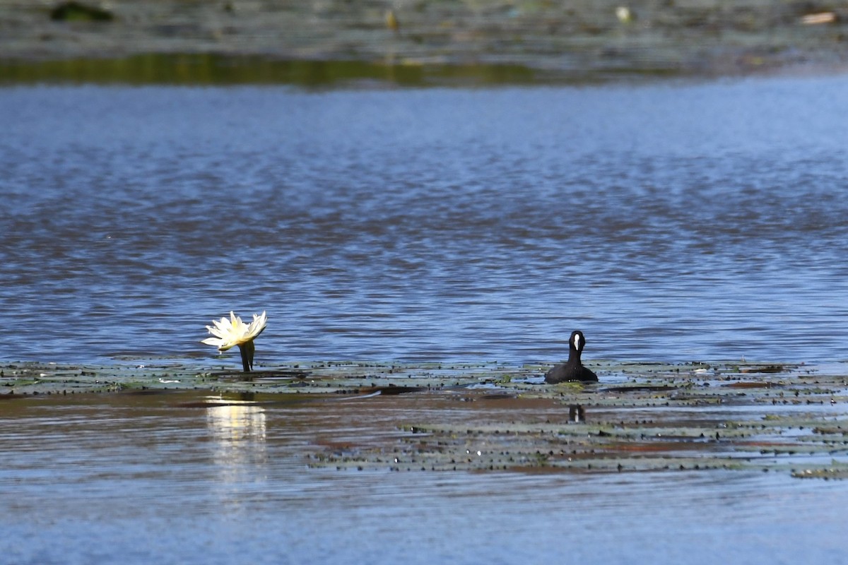 Eurasian Coot - Trevor Ross