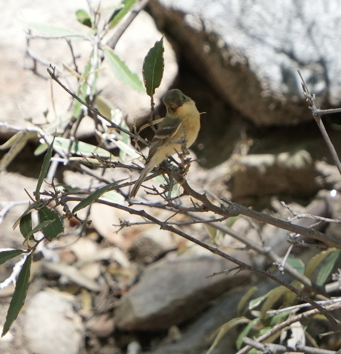 Buff-breasted Flycatcher - John Rhoades