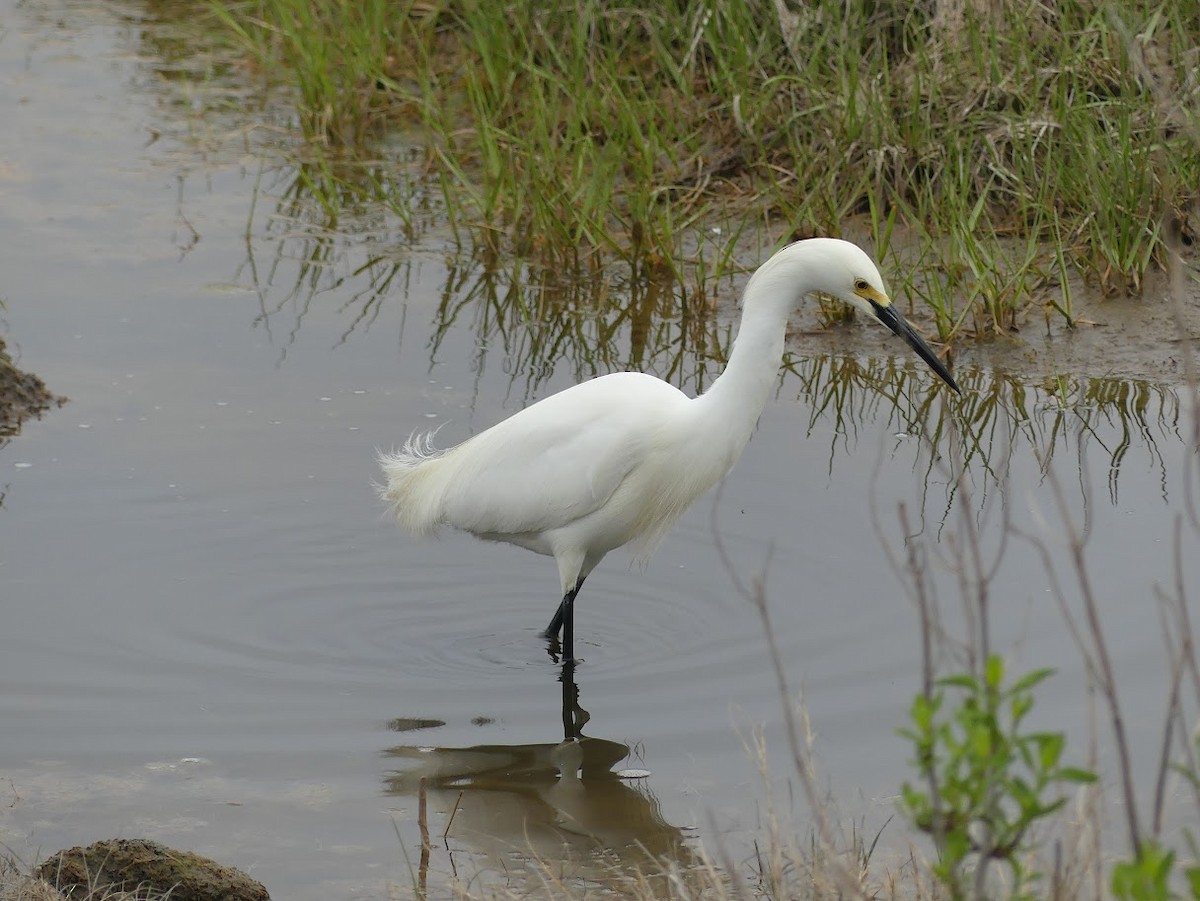 Snowy Egret - Julia Klukoff