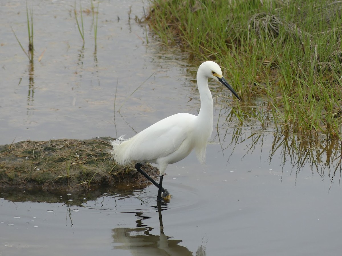 Snowy Egret - Julia Klukoff