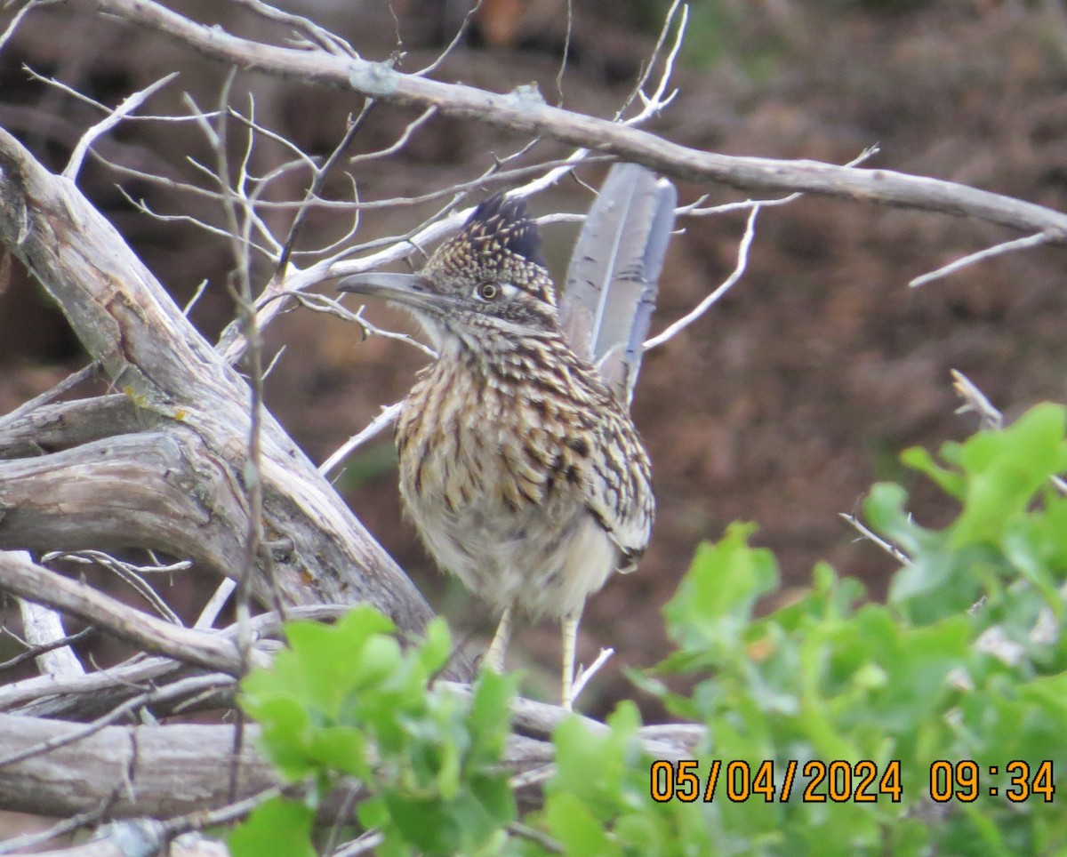 Büyük Yerkoşarı - ML619325053