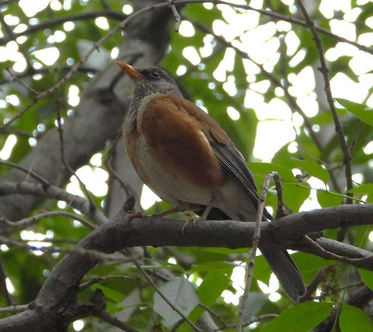 Rufous-backed Robin - Guadalupe Esquivel Uribe
