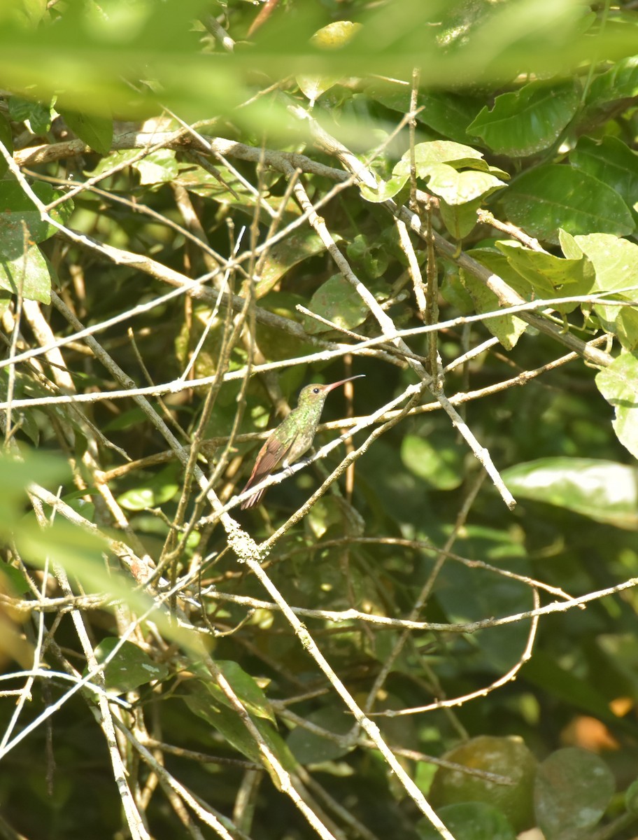 Rufous-tailed Hummingbird - Sebastián Vizcarra