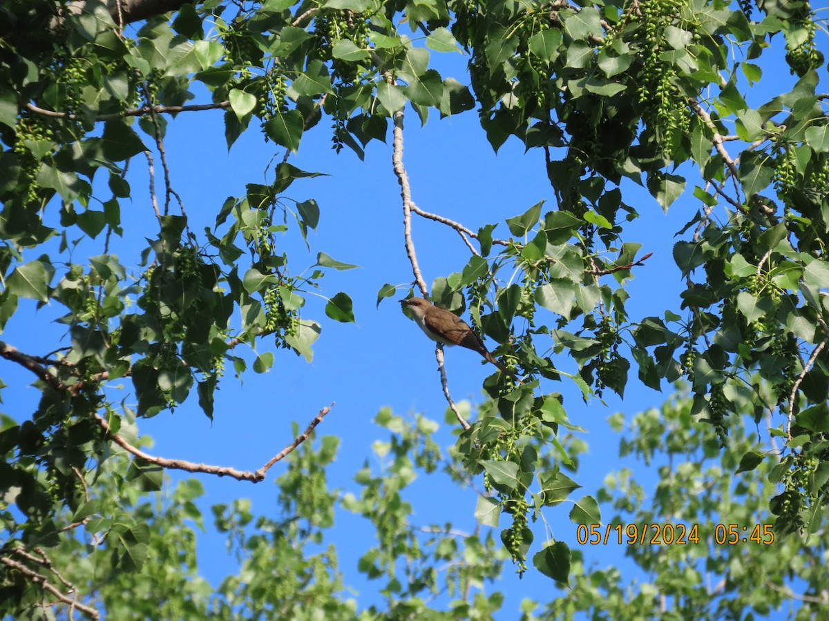 Black-billed Cuckoo - Kelly Coles