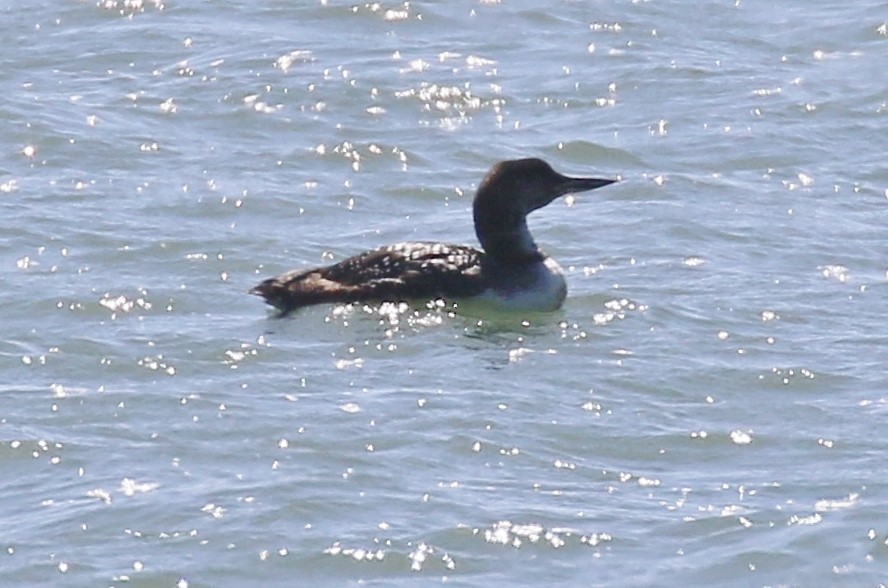 Common Loon - Debby Parker