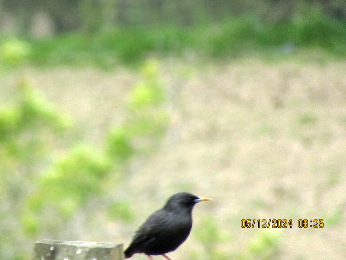 Spotless Starling - Joao Faustino