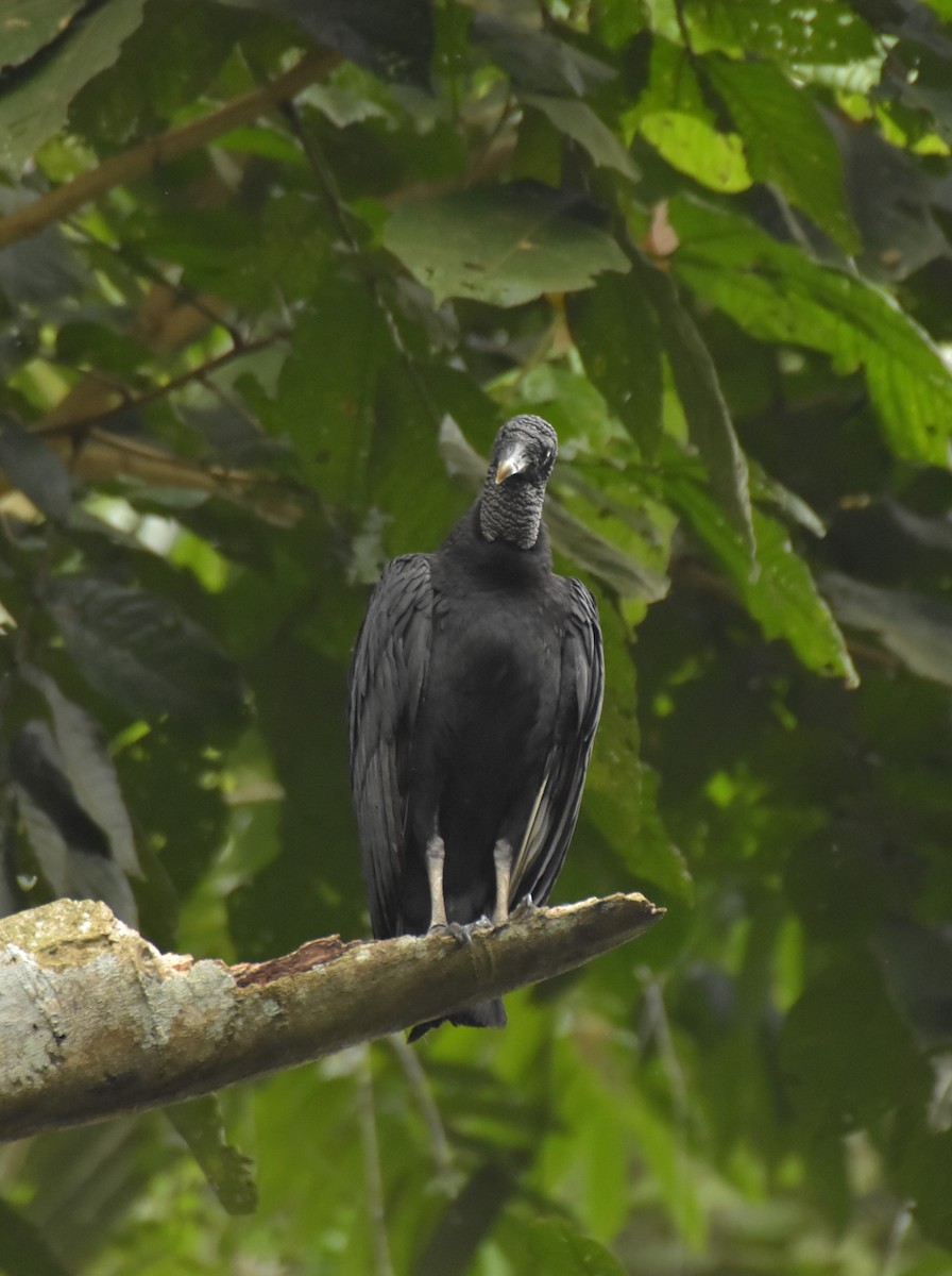 Black Vulture - Sebastián Vizcarra