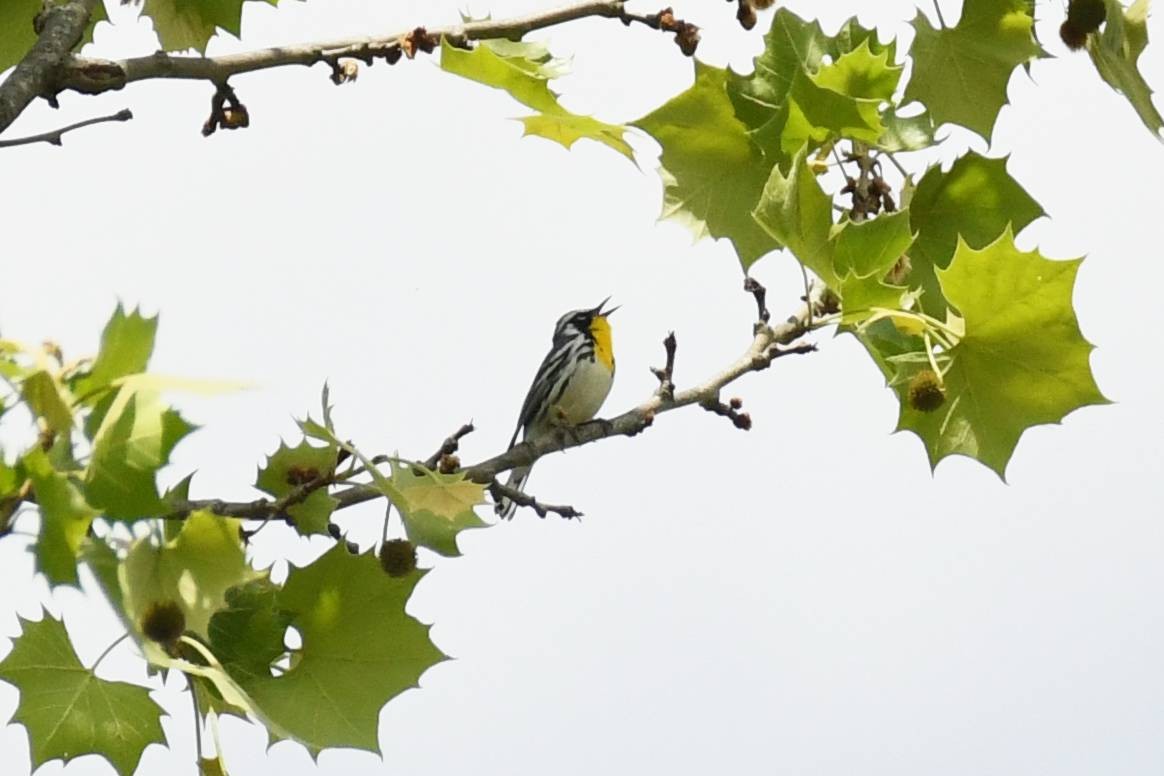 Yellow-throated Warbler - Tom Frankel