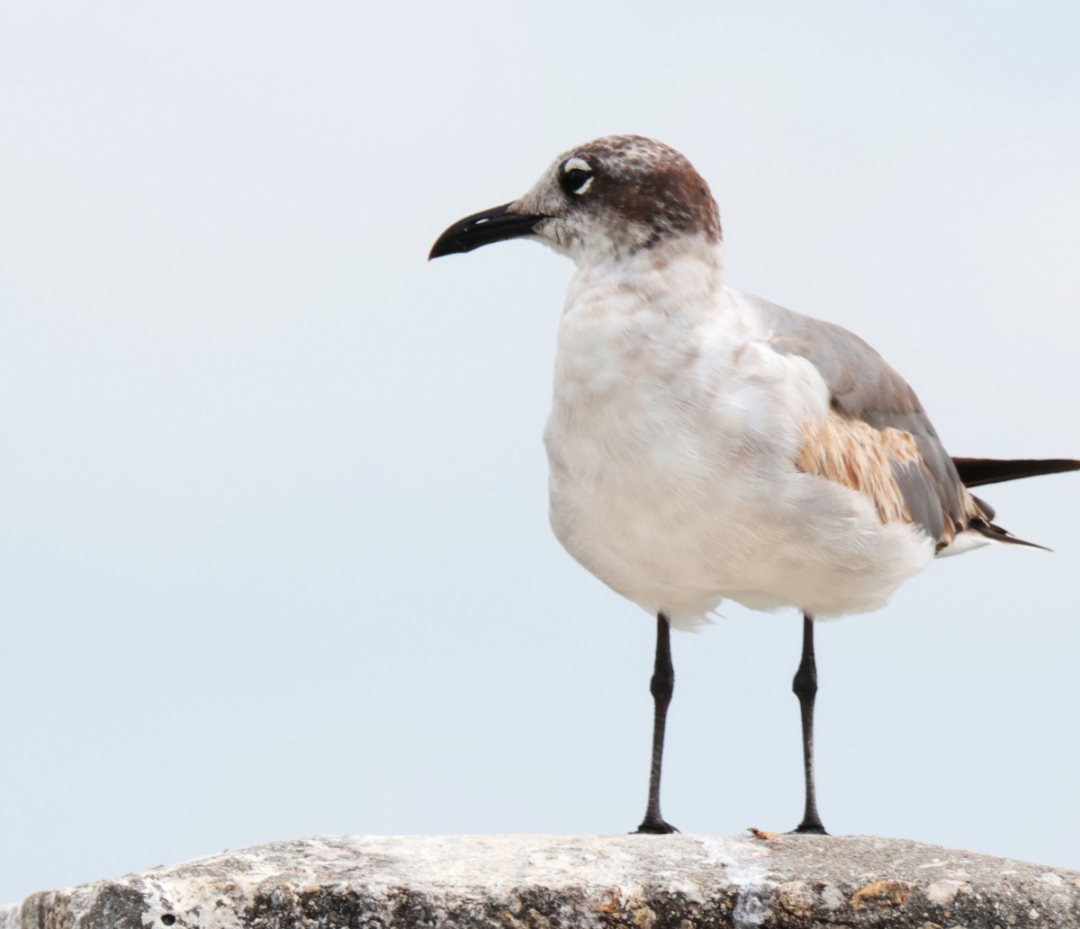 Laughing Gull - Otha Savage