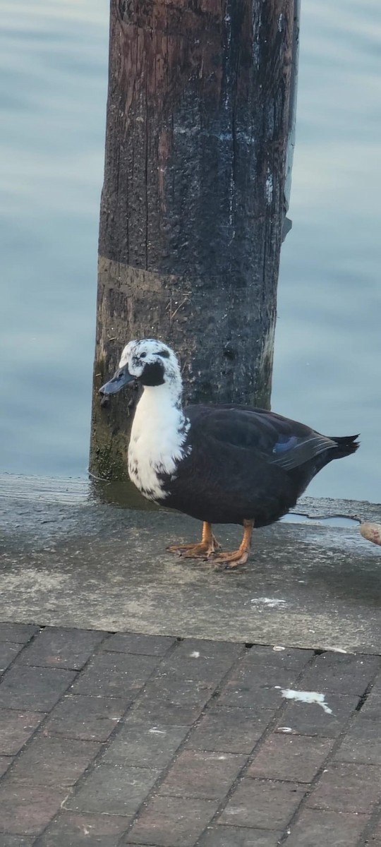 Muscovy Duck x Mallard (hybrid) - ML619325144