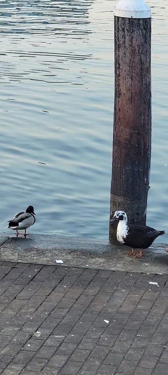 Muscovy Duck x Mallard (hybrid) - ML619325145