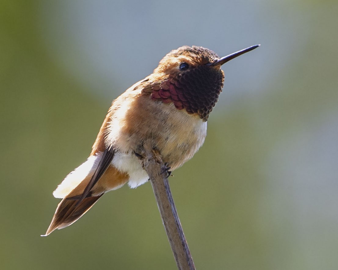 Rufous Hummingbird - Katherine Scrimshaw