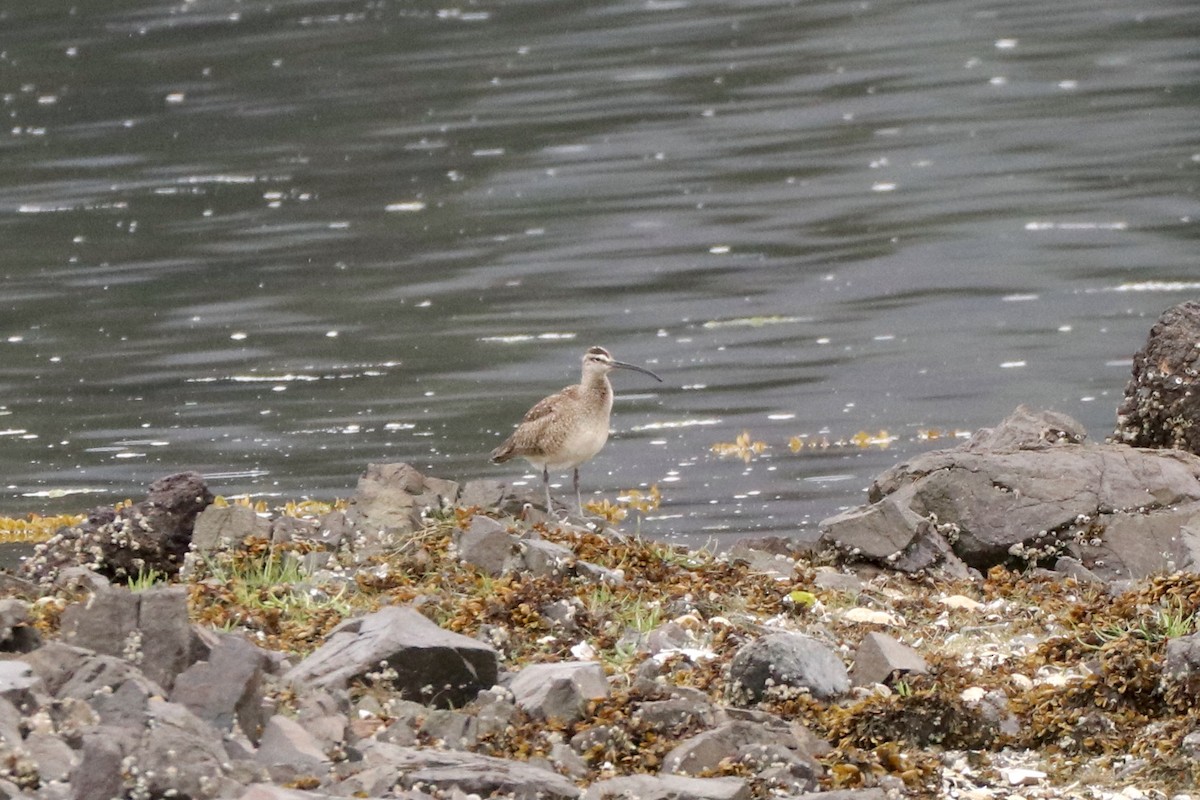 Whimbrel - Amy Clark Courtney