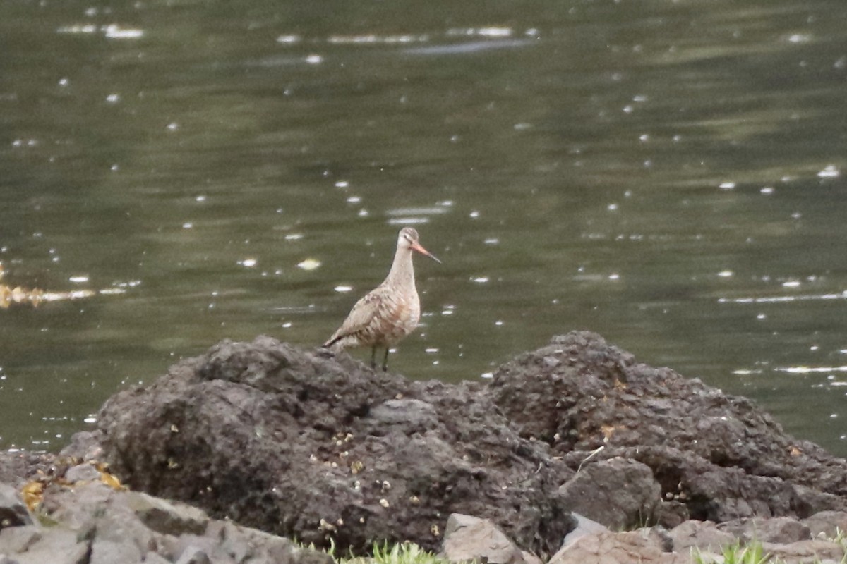 Hudsonian Godwit - Amy Clark Courtney