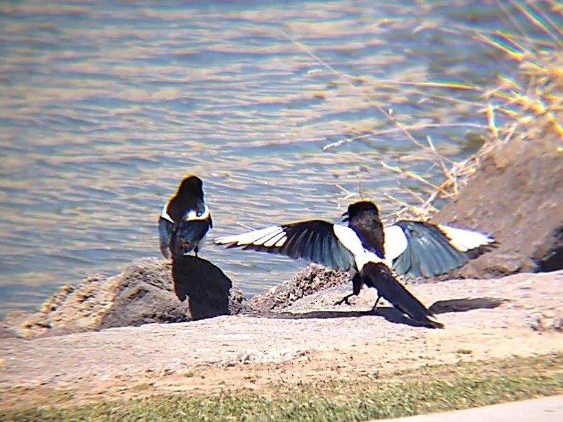 Black-billed Magpie - Rachel Pon