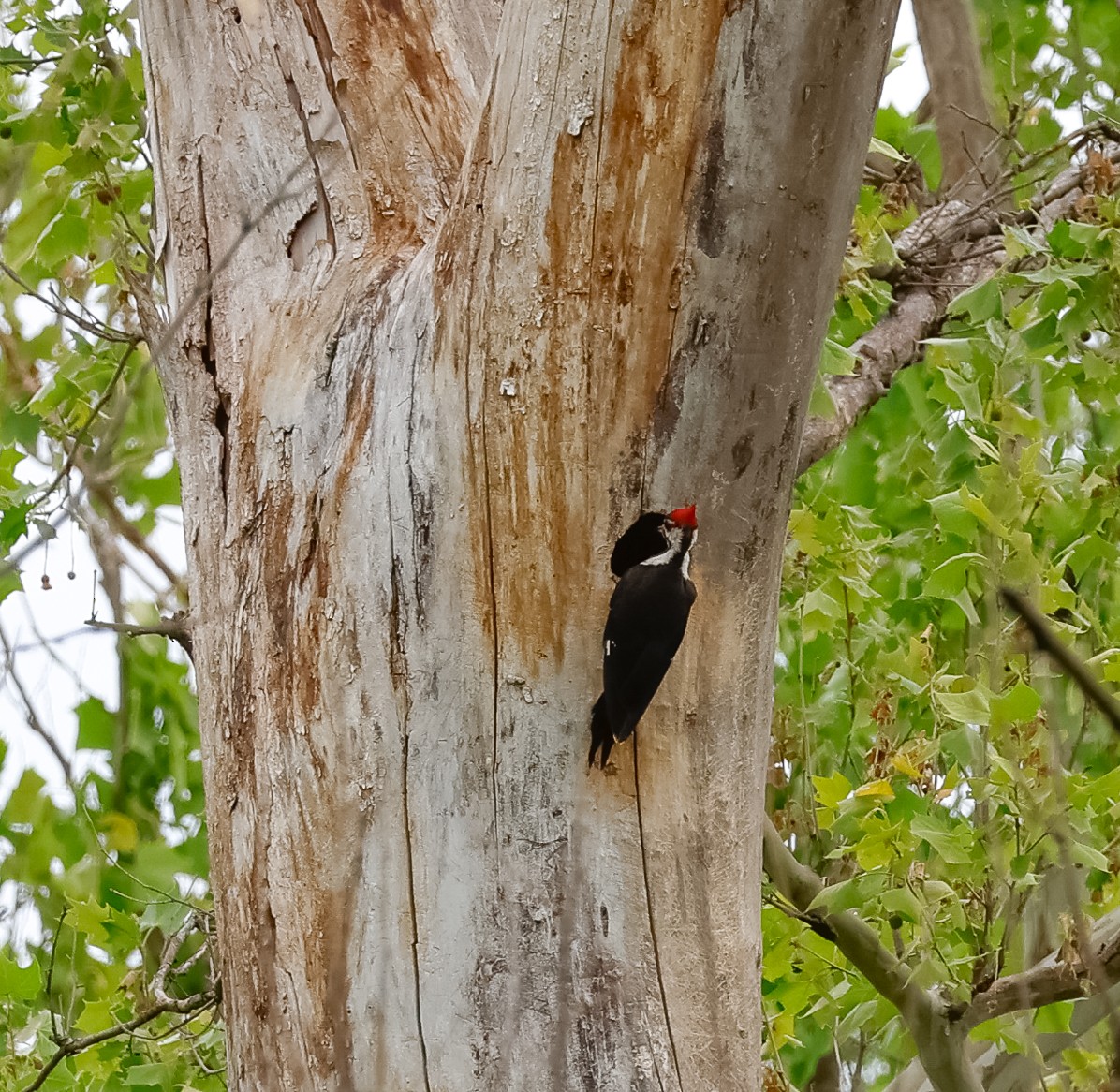 Pileated Woodpecker - ML619325197