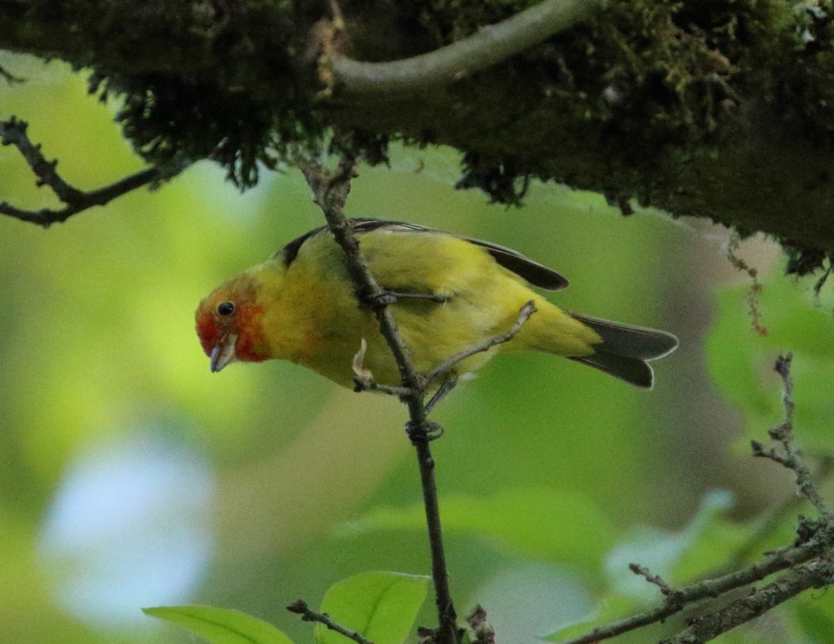 Western Tanager - Sneed Collard