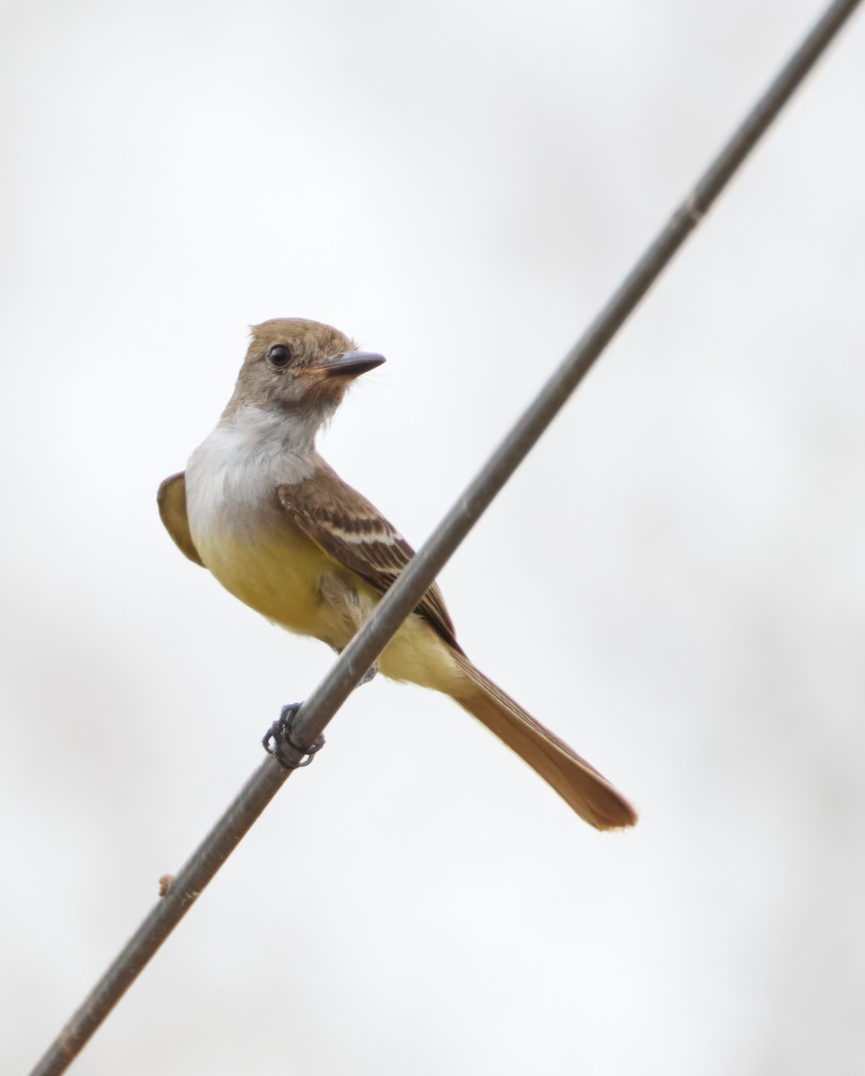 Brown-crested Flycatcher - Barbara S