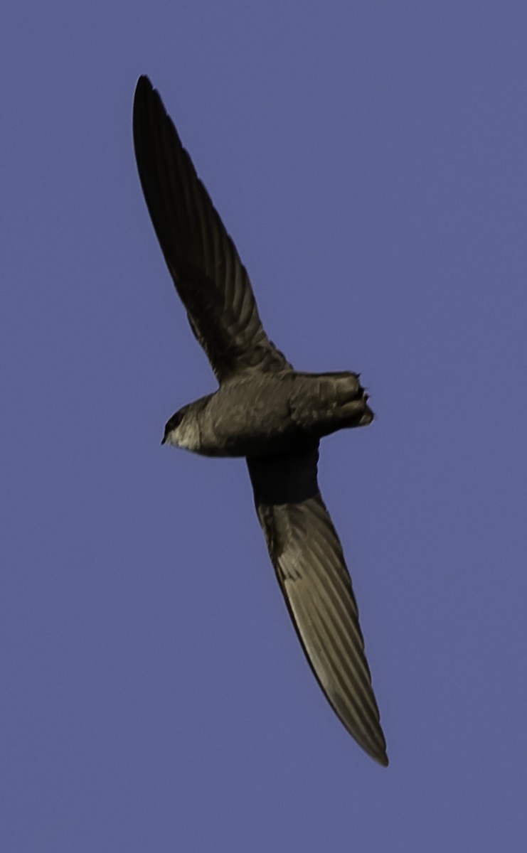 Chimney Swift - David Muth