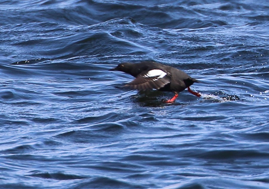 Pigeon Guillemot - Sneed Collard