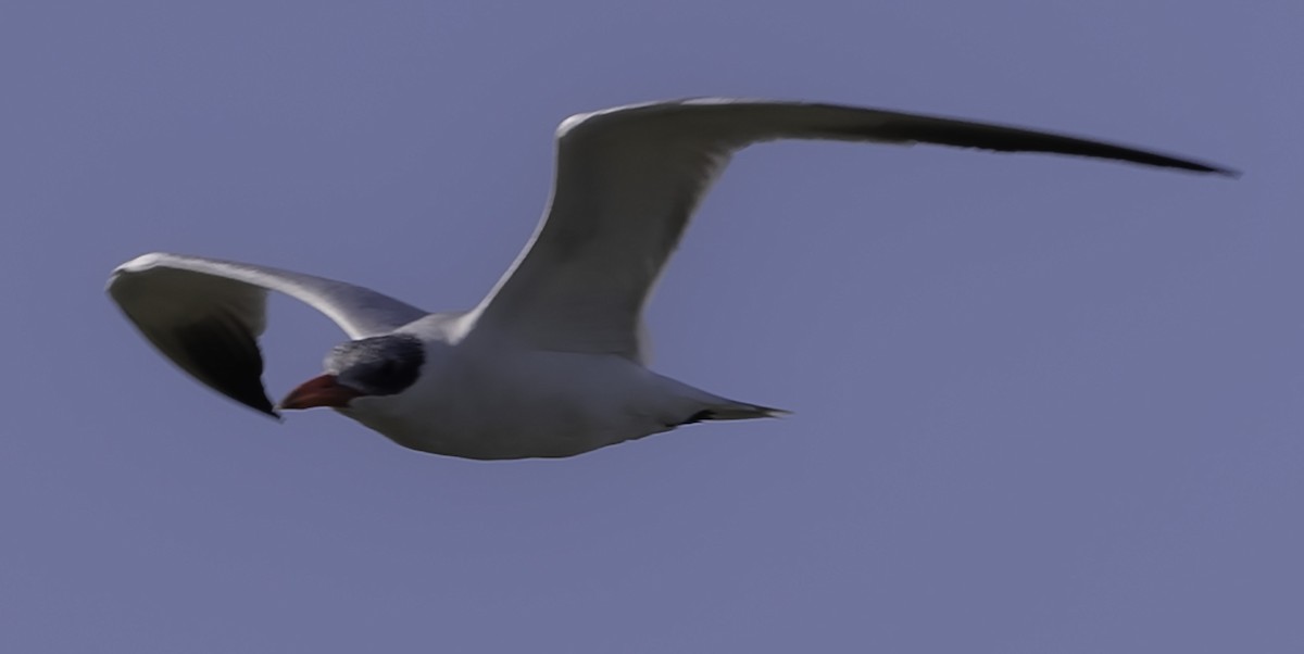 Caspian Tern - ML619325250