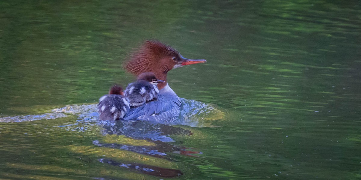 Common Merganser - Brent Richardson