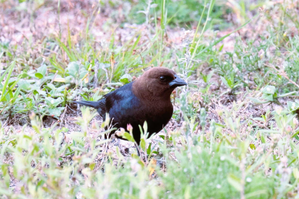 Brown-headed Cowbird - Otha Savage