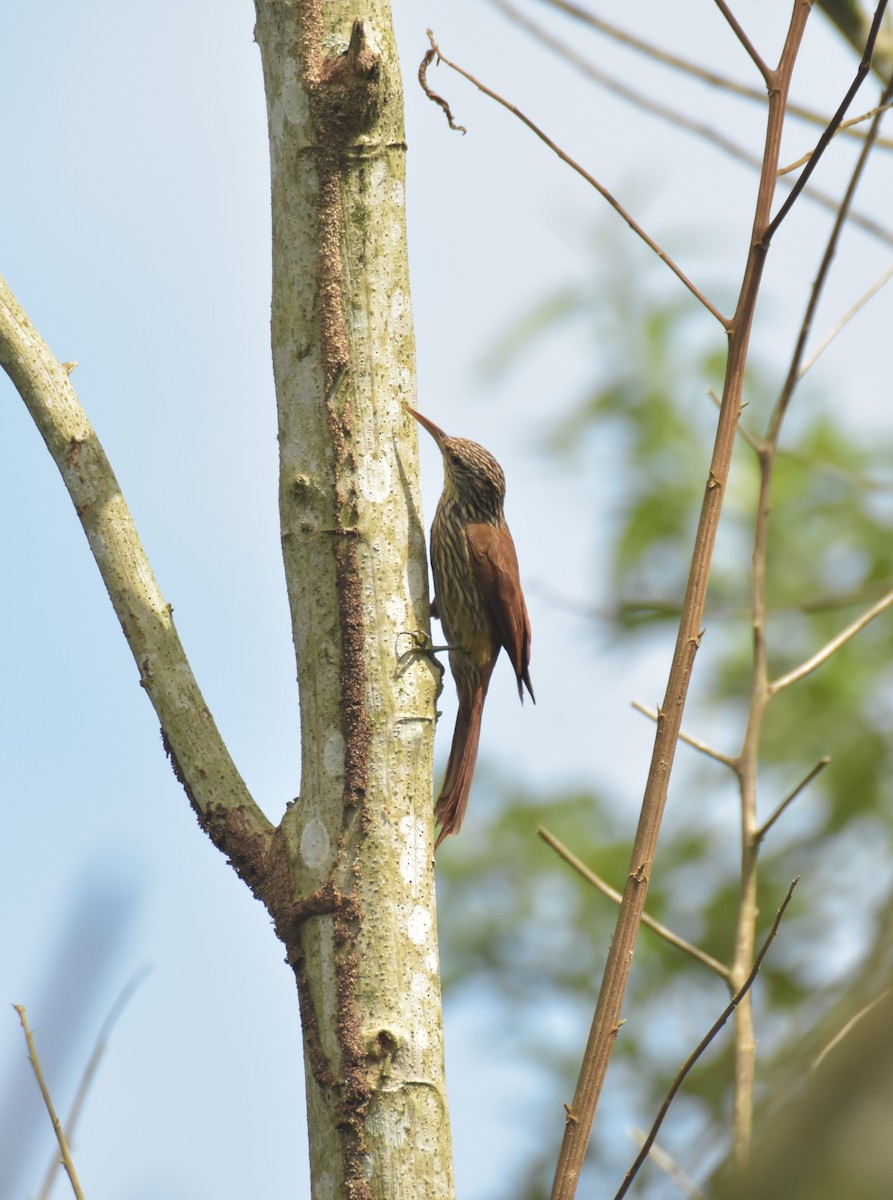 Streak-headed Woodcreeper - Sebastián Vizcarra