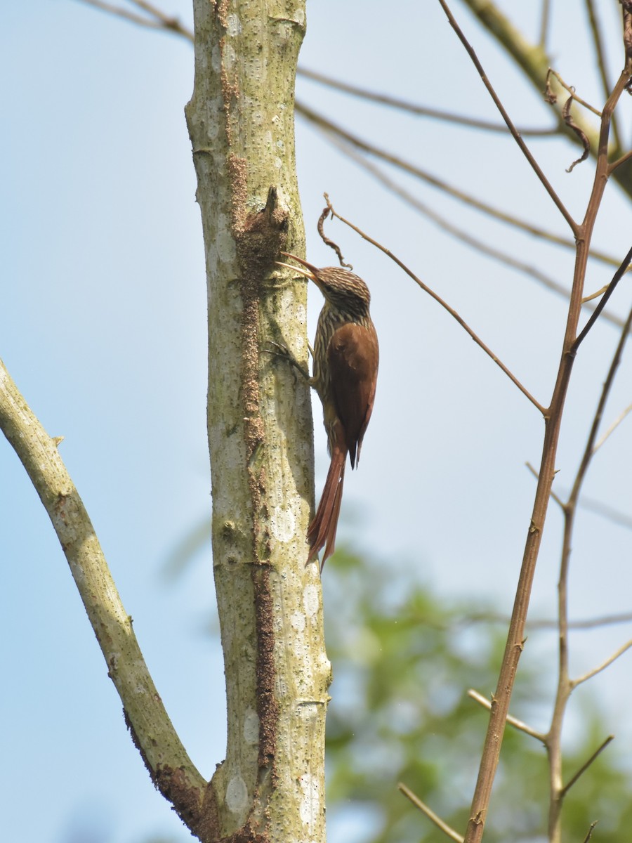 Streak-headed Woodcreeper - Sebastián Vizcarra