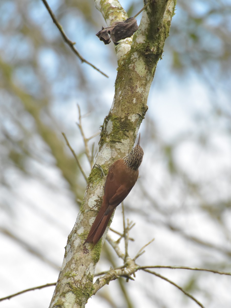 Streak-headed Woodcreeper - Sebastián Vizcarra