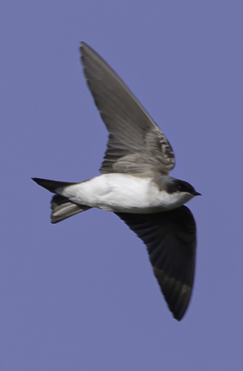 Tree Swallow - ML619325279