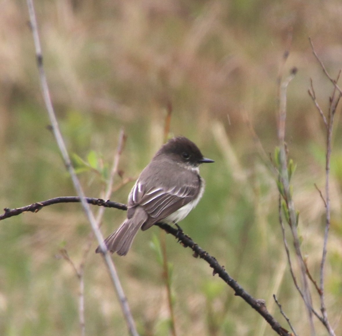 Eastern Phoebe - Stephanie Nyhof