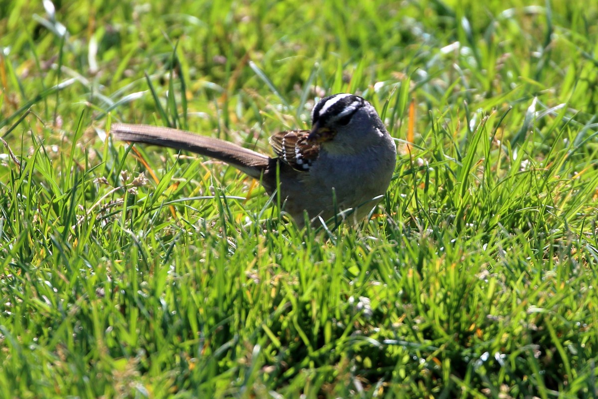 White-crowned Sparrow - Sneed Collard