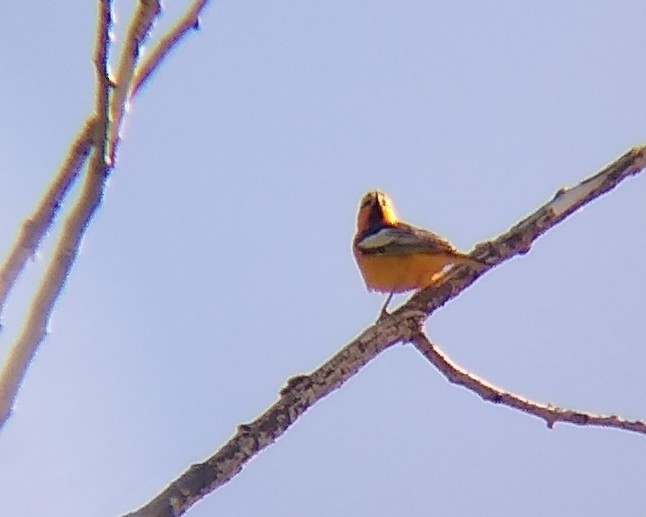 Bullock's Oriole - Rachel Pon