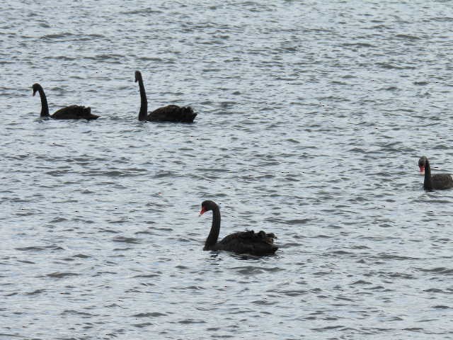 Black Swan - Stew Stewart
