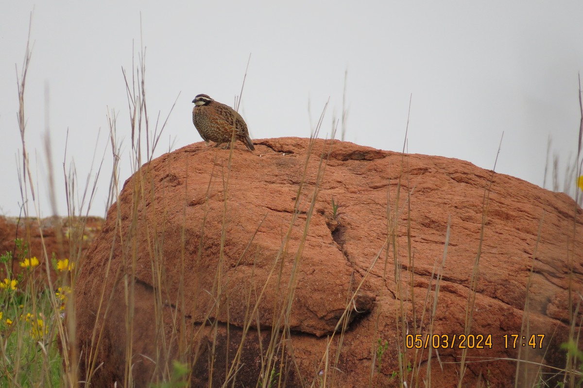 Northern Bobwhite - ML619325309