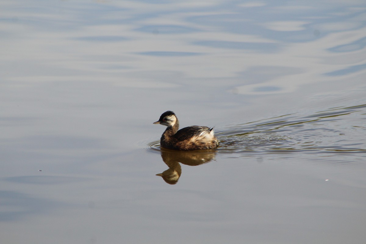 White-tufted Grebe - Sebastián Ripeti Carrillo