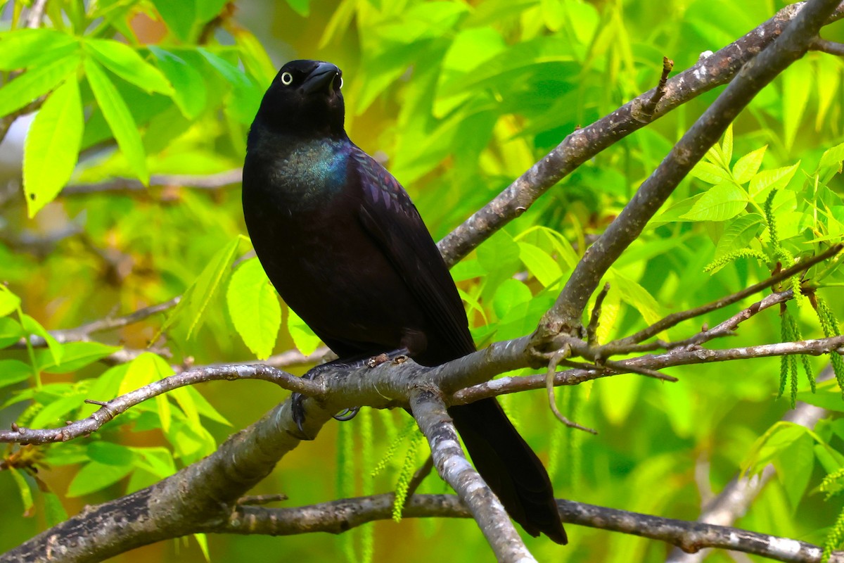 Common Grackle (Florida/Purple) - ML619325314