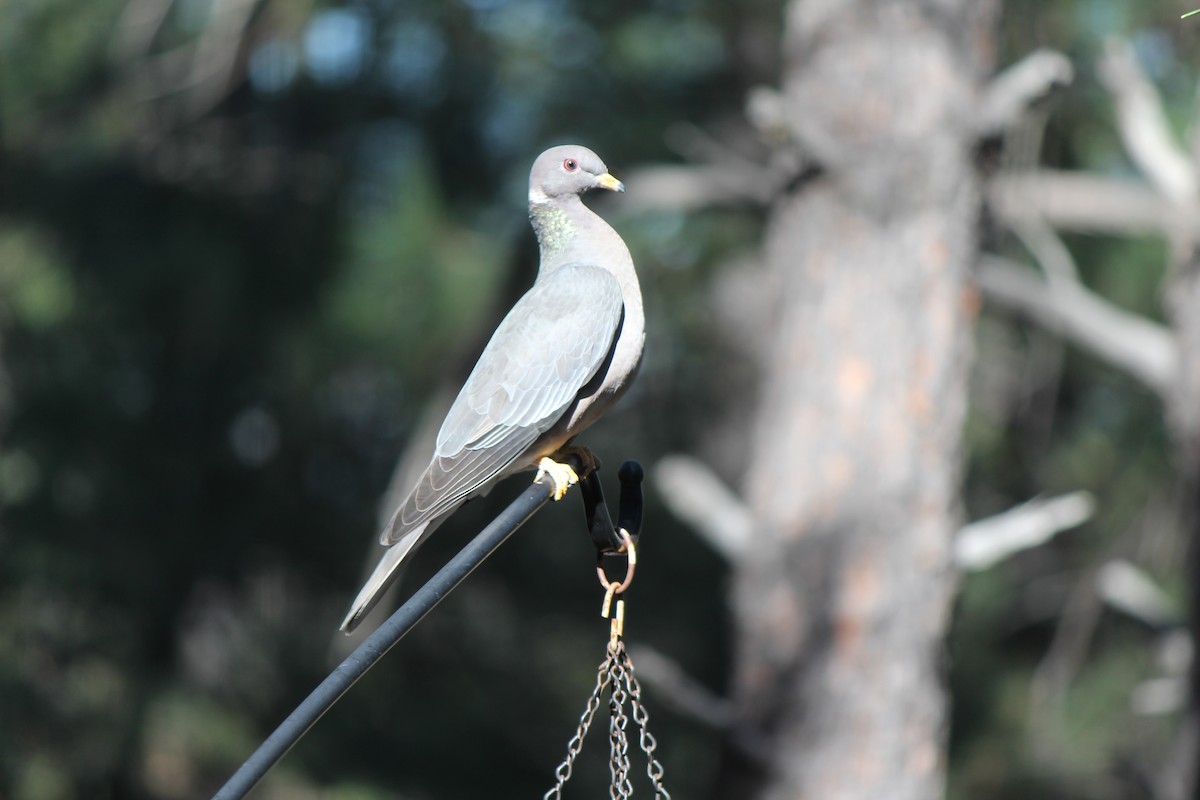 Band-tailed Pigeon - Margaret Dyekman