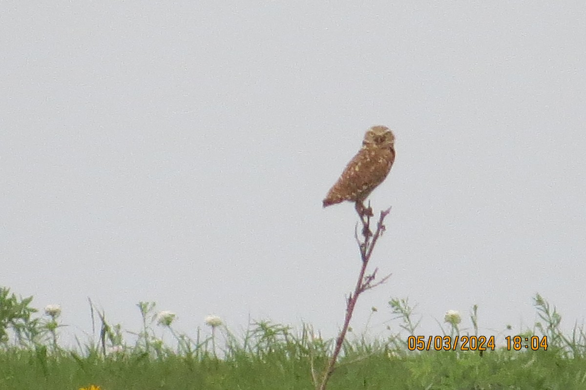 Burrowing Owl - ML619325327