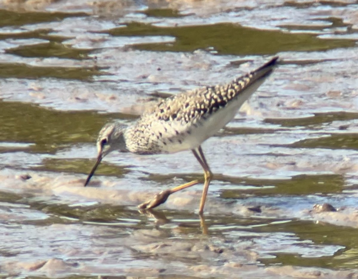 Lesser Yellowlegs - Mark McShane