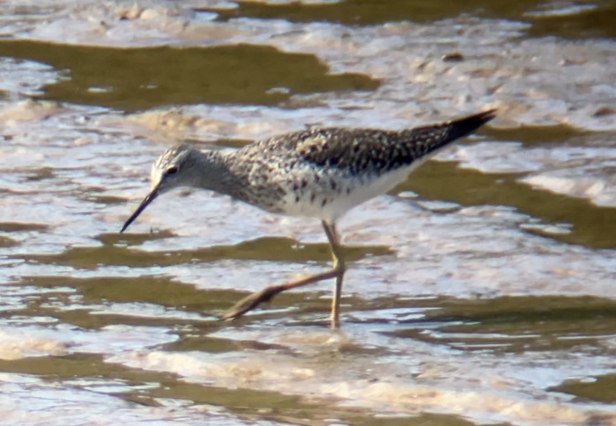 Lesser Yellowlegs - ML619325330