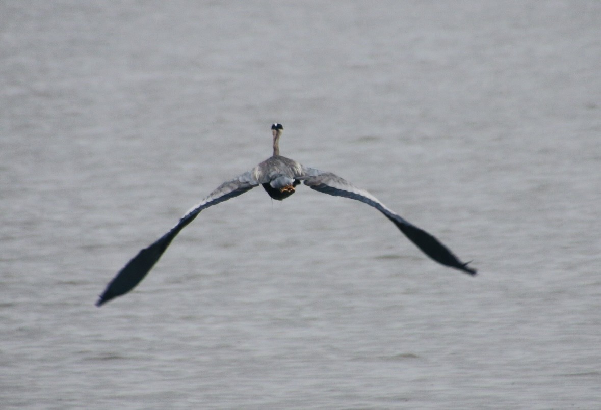 Great Blue Heron - ML619325334