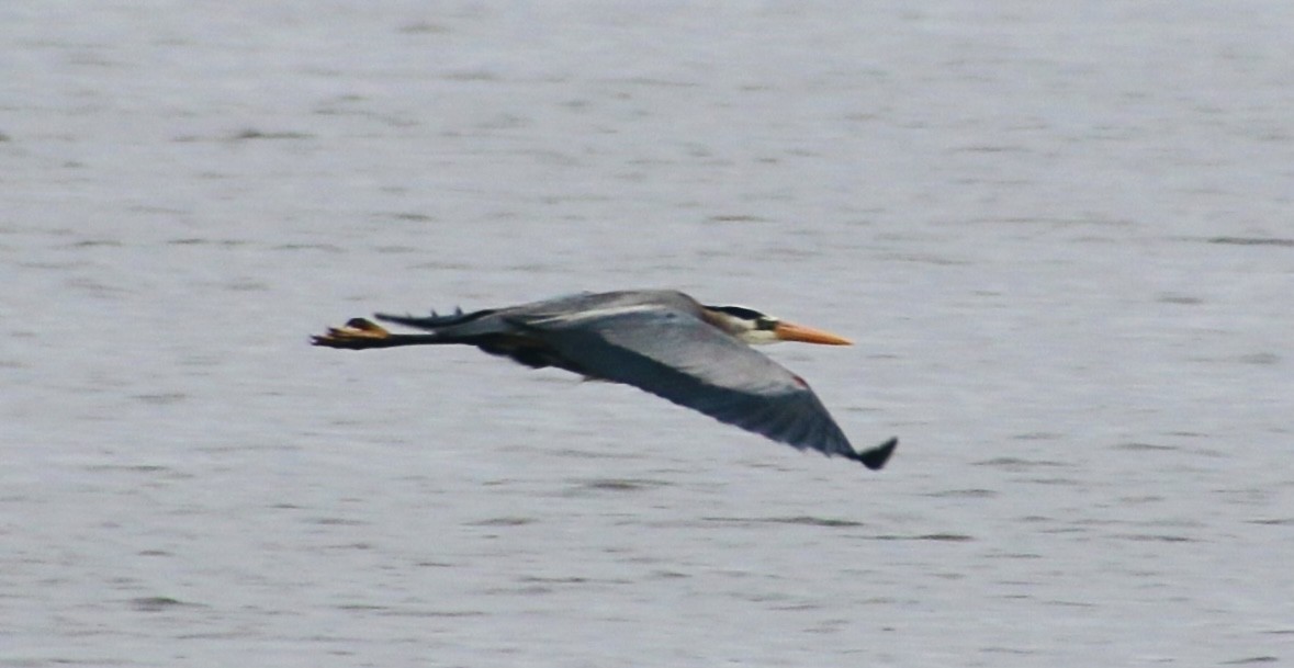 Great Blue Heron - ML619325335